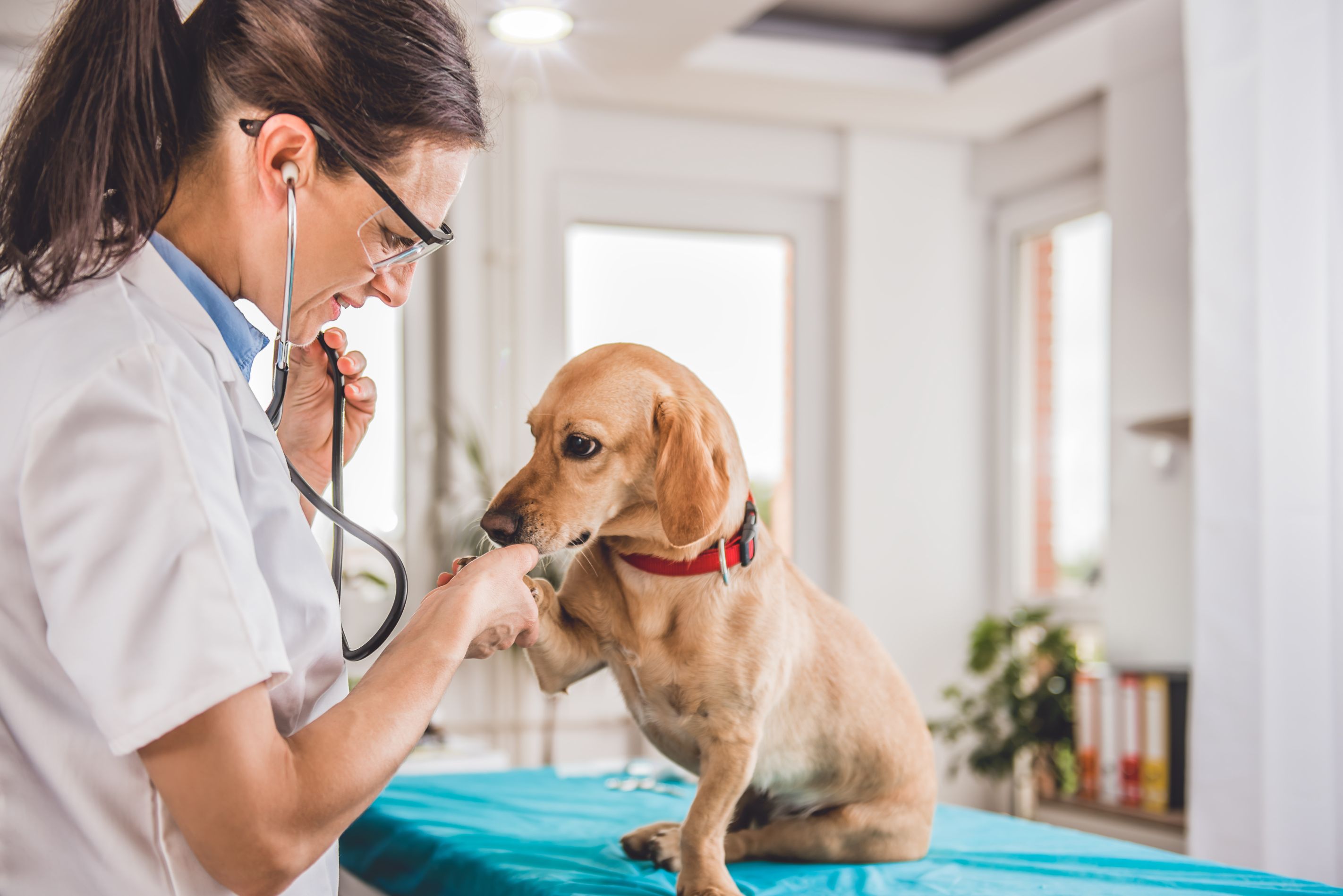 What do vet visits look like during the pandemic? Accessible Media Inc.
