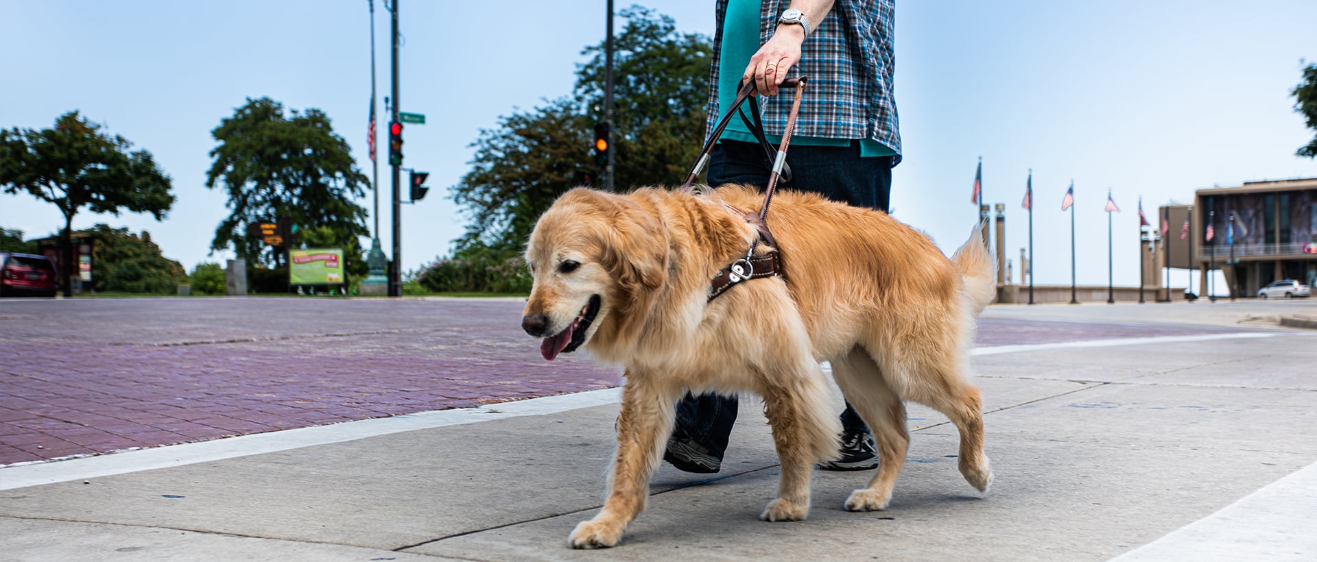 A guide dog and it's owner on a walk