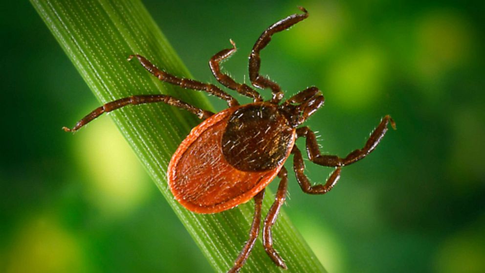 A Black legged tick