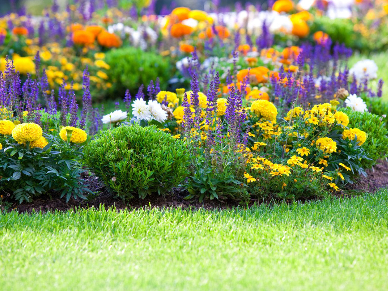 A colourful backyard garden