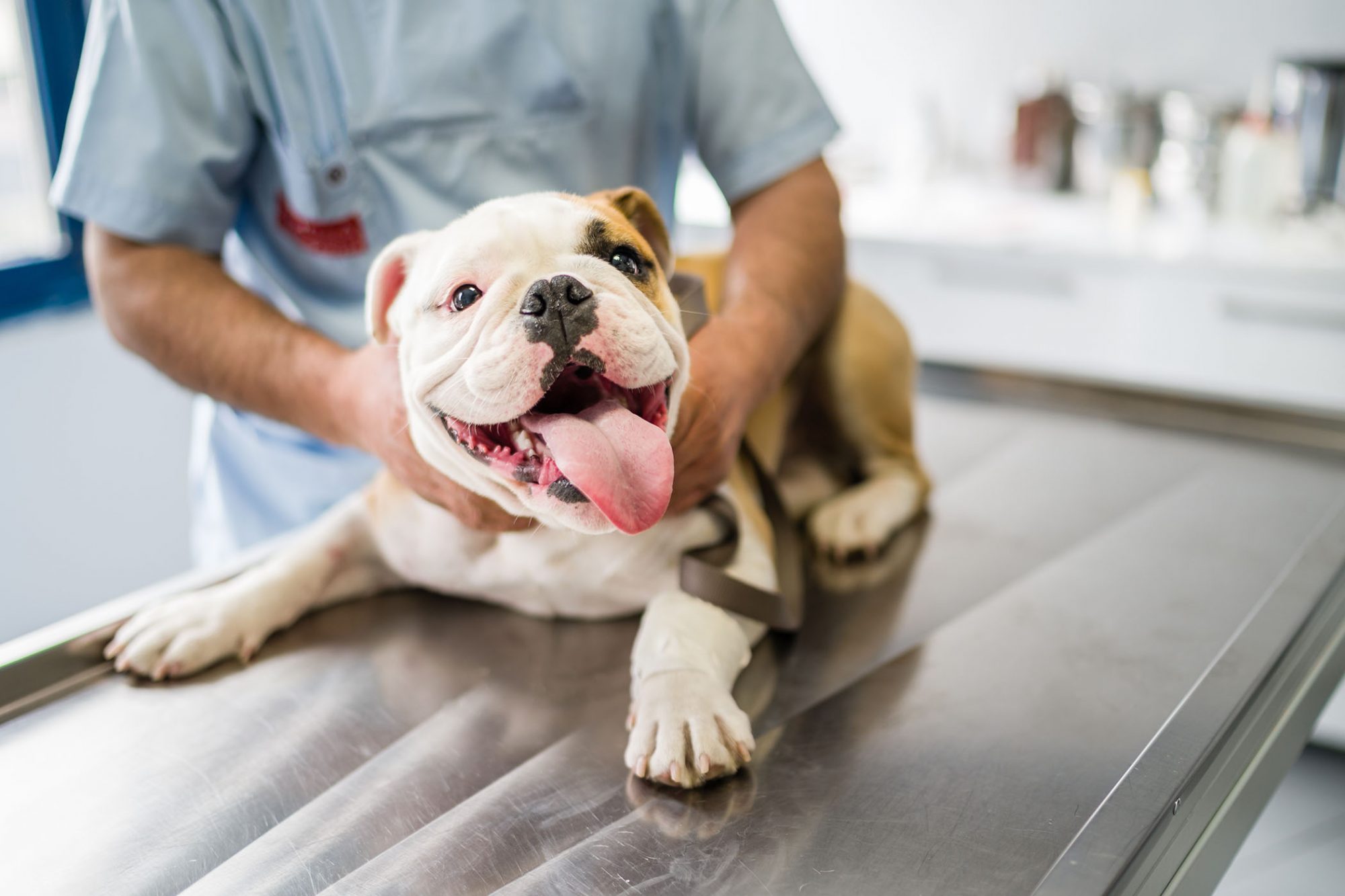 A Bulldog on a vets table