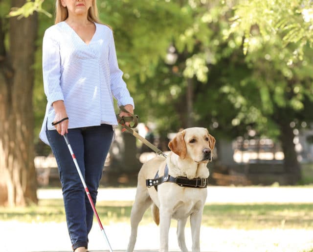 A guide dog and it's owner on a walk