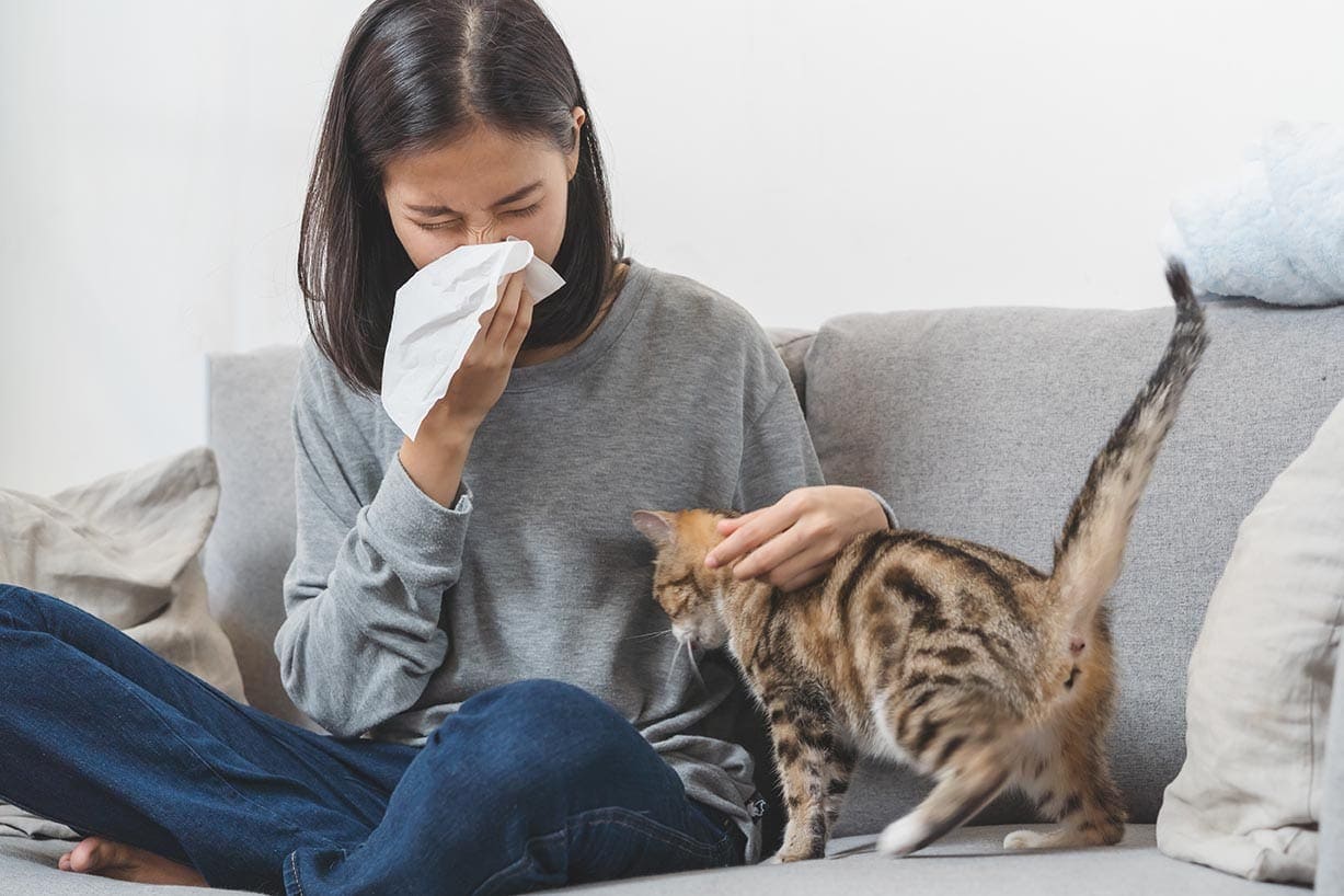 A woman sneezing as she pets a cat