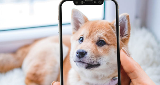 A person taking a picture of a dog