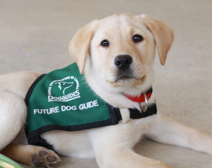 A future guide dog