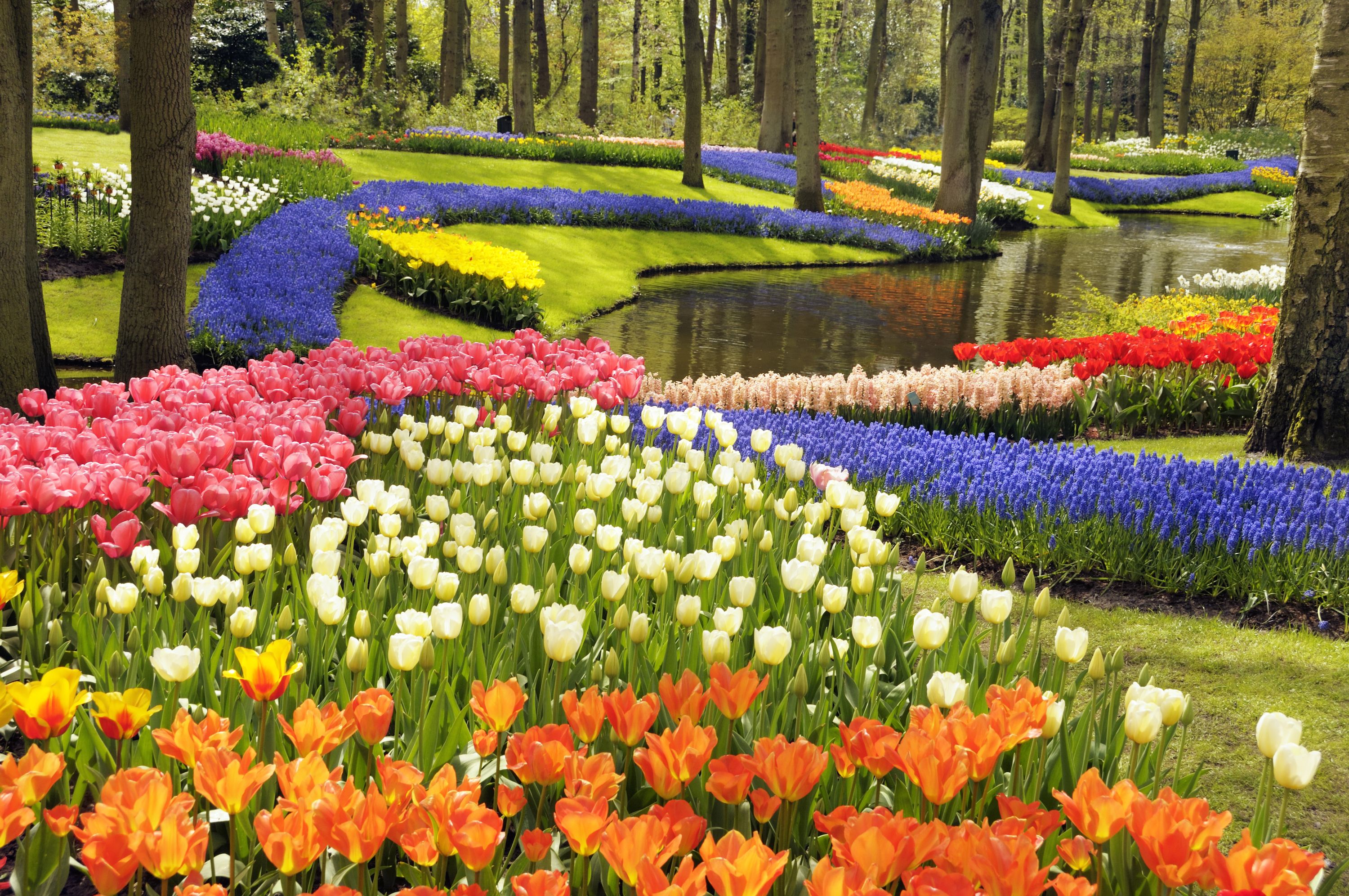 A colourful backyard garden