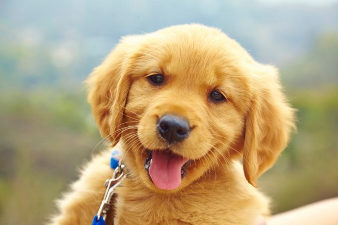 A Golden Retriever puppy