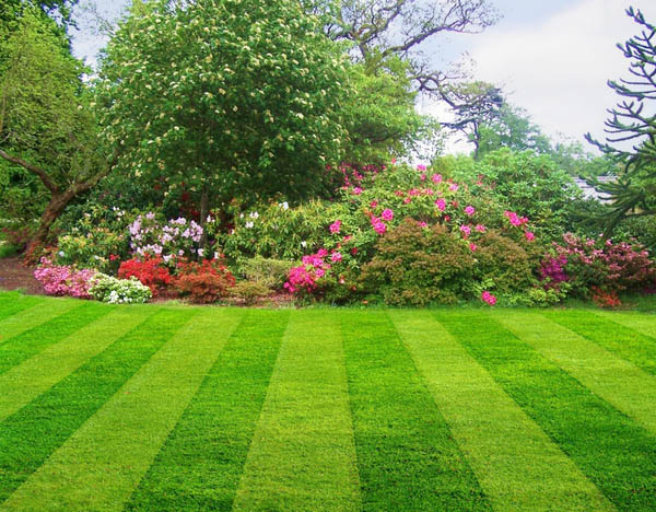 A green lawn in someone's backyard