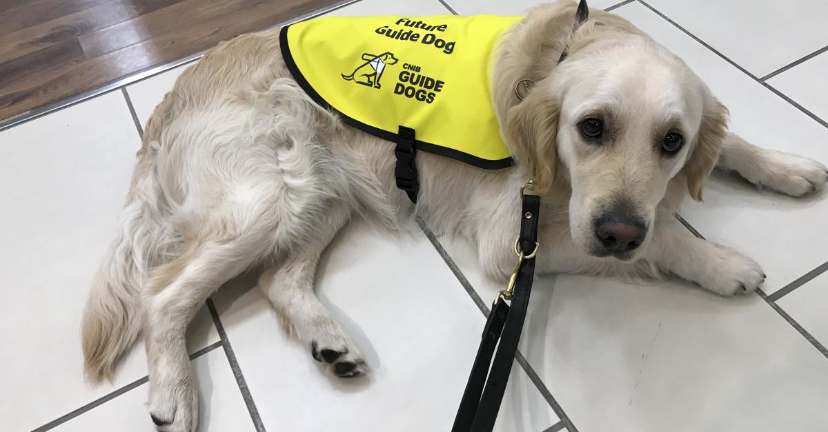 A guide dog resting on the floor