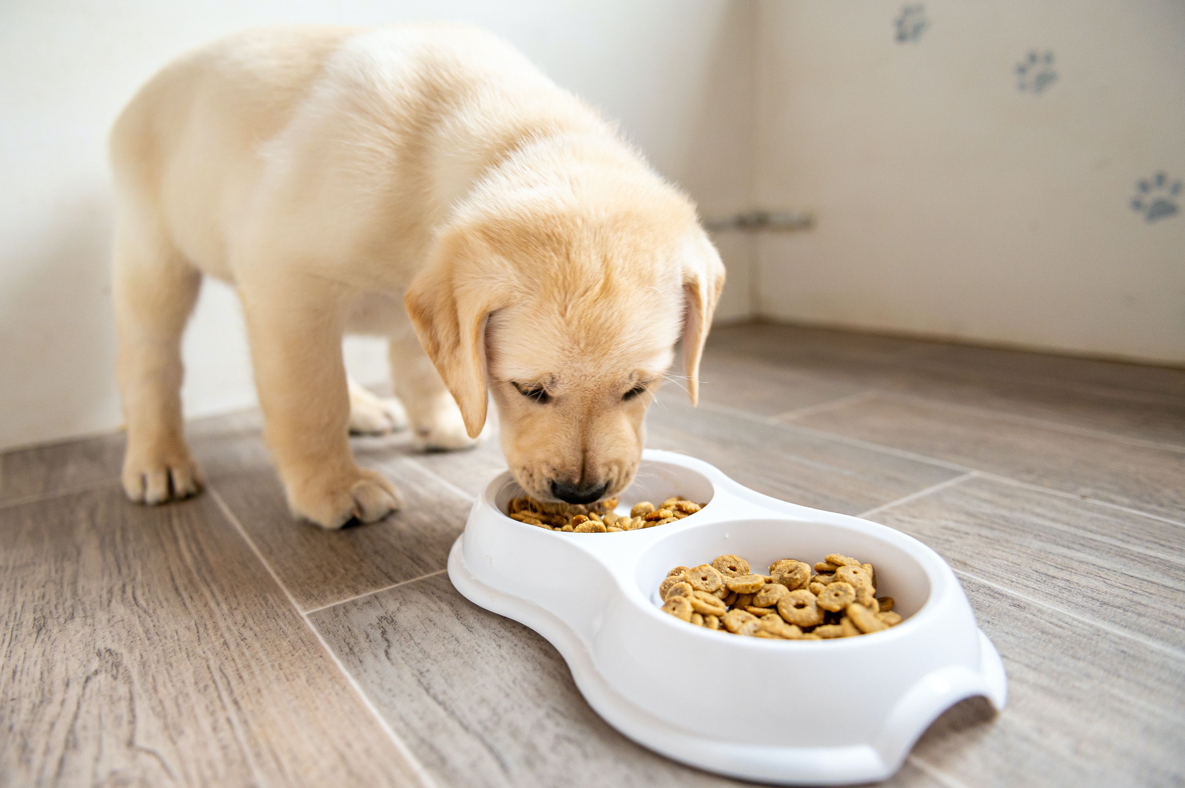 A puppy Yellow Lab eating food from a dish