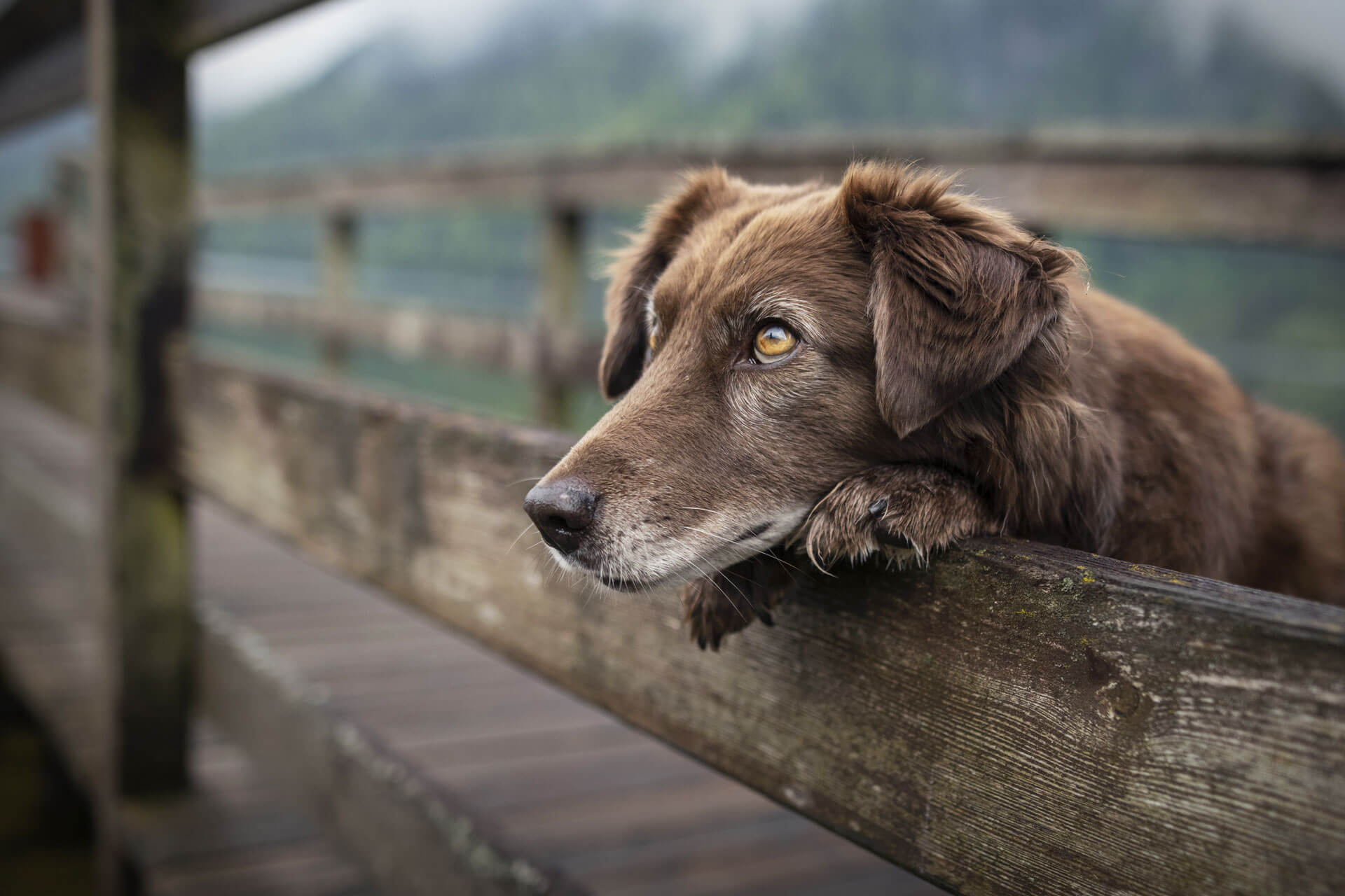 A dog looking over a fence