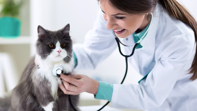 A vet checking a cat breathing