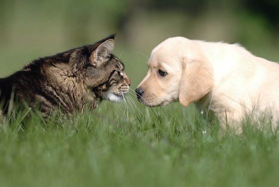 A dog and a cat staring at each other in a field