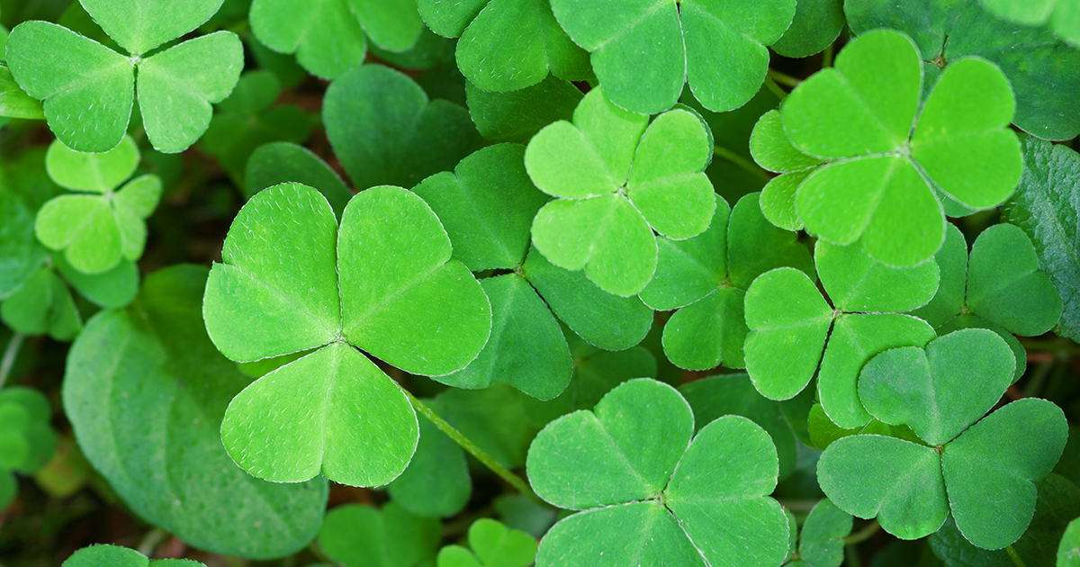 Shamrock plant