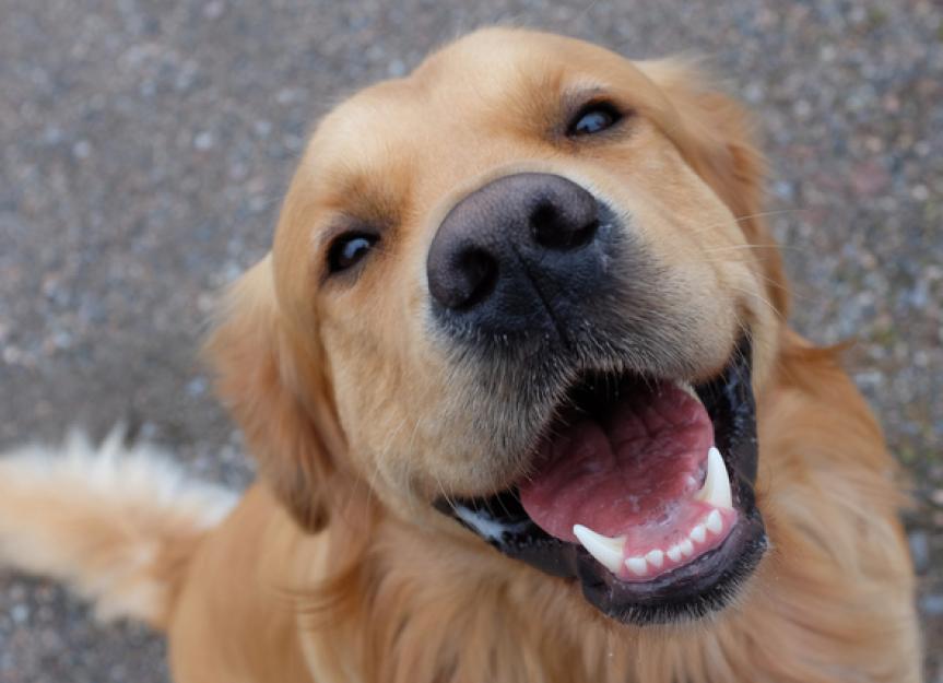 A happy looking Golden Retriever 