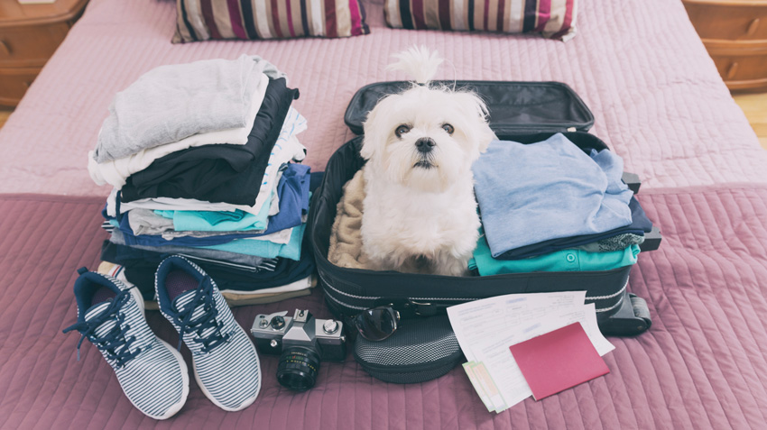 A small dog sitting in a packed suitcase