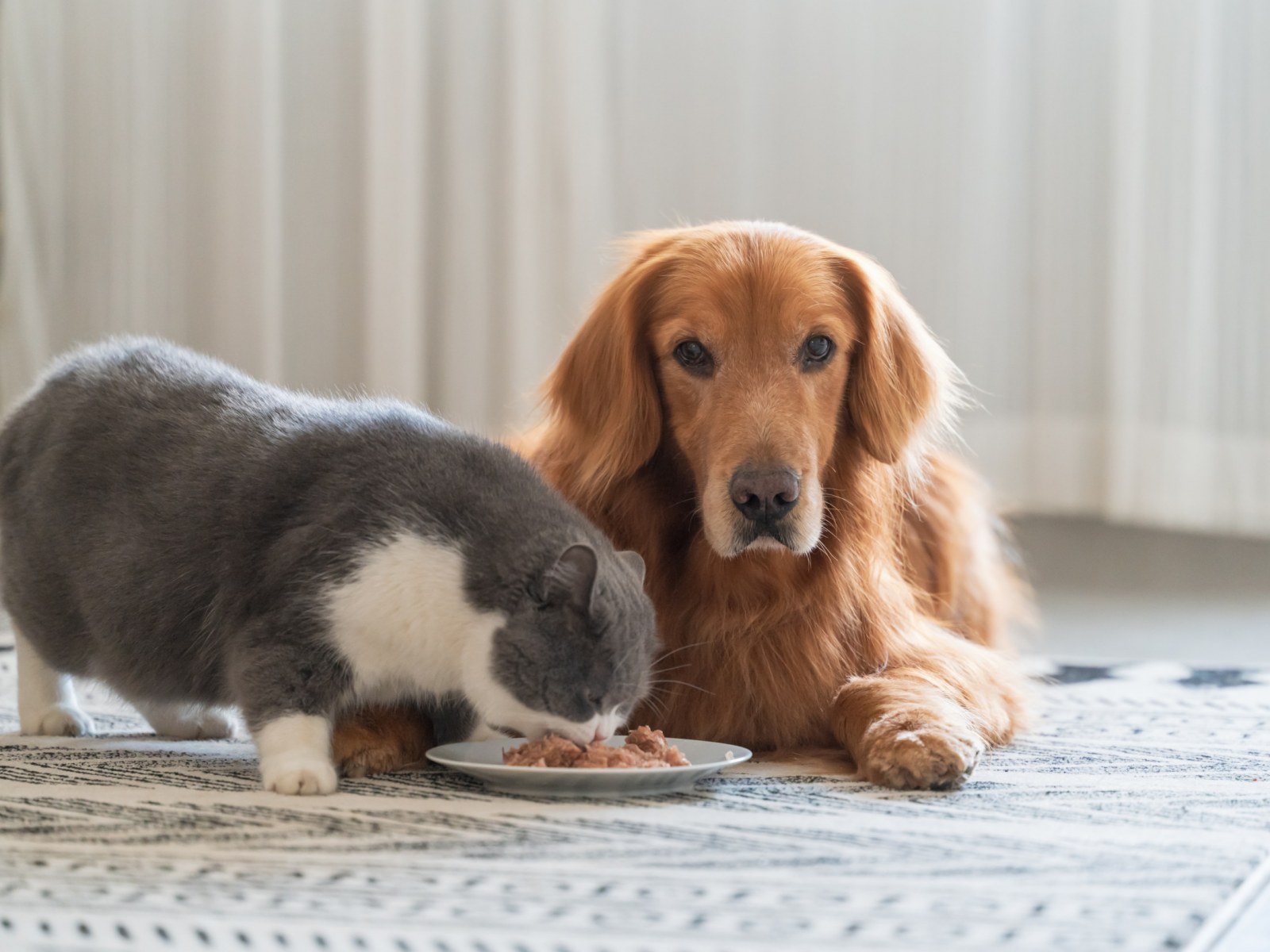 A cat and dog lying down sharing a meal together